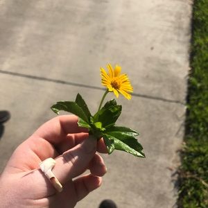 Meet your Posher, Ellis